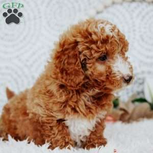 Raine`, Mini Goldendoodle Puppy